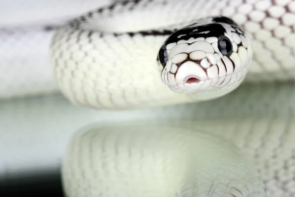 Lampropeltis getulus californiae — Stock fotografie