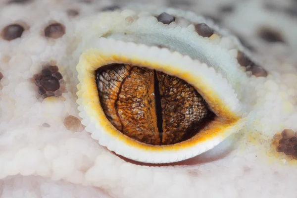 Gecko eye — Stock Photo, Image