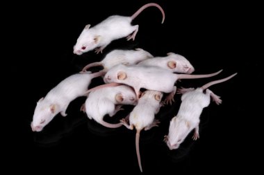 Mus musculus