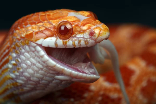 Serpente — Fotografia de Stock