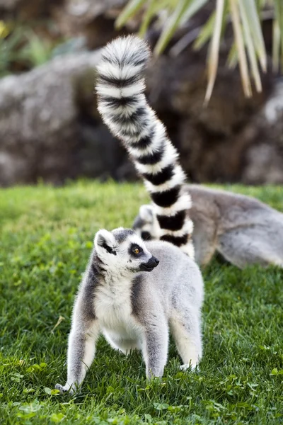 Lemur — Stockfoto