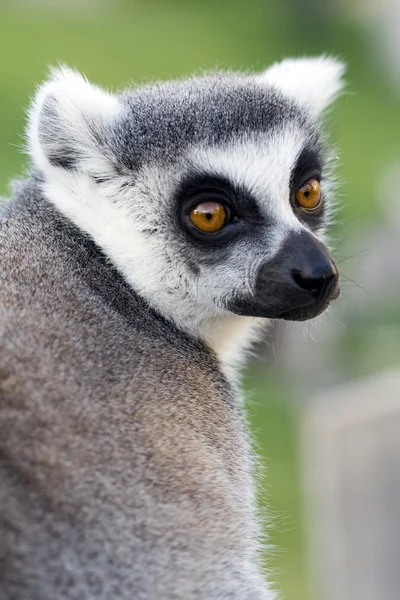 Lemur — Stockfoto