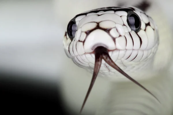 Snake — Stock Photo, Image