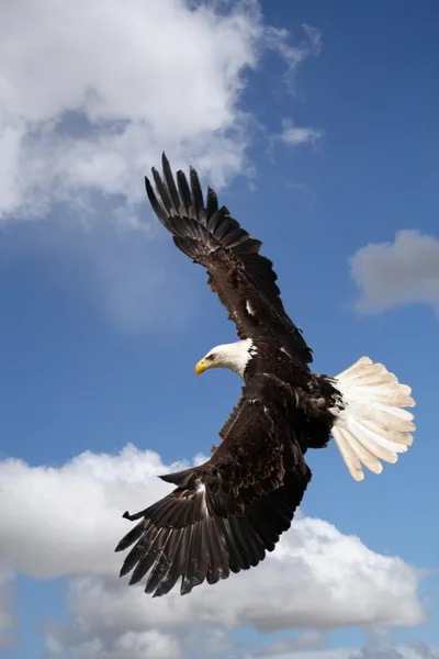 Ein Weißkopfseeadler — Stockfoto