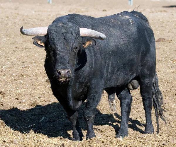 Spanska bull — Stockfoto