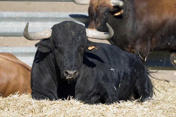 Toro spagnolo — Foto Stock