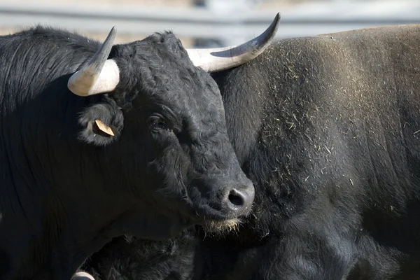 スペインの雄牛 — ストック写真