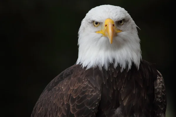 Un águila calva — Foto de Stock