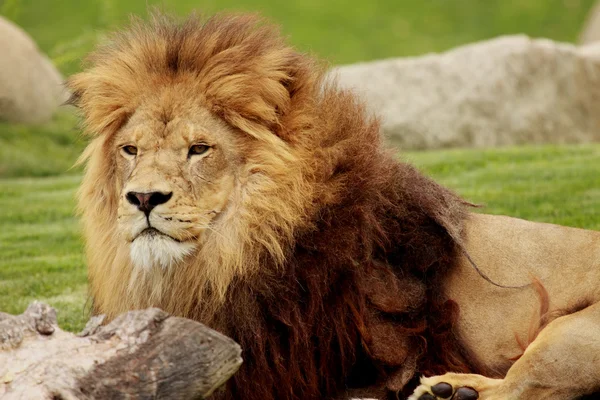 León. — Foto de Stock