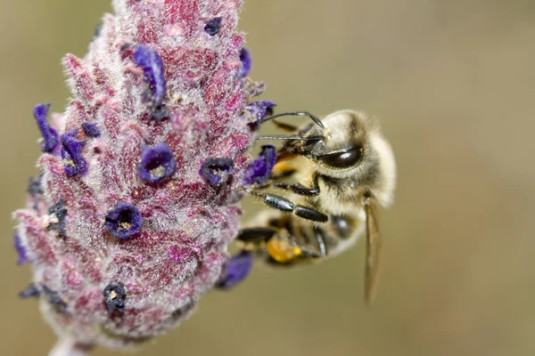 Bij op een bloem — Stockfoto