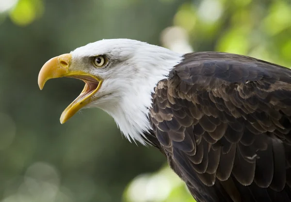 Ein Weißkopfseeadler — Stockfoto