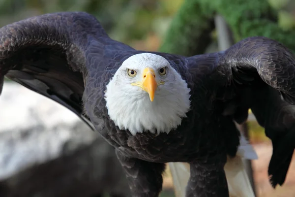 Un águila calva — Foto de Stock
