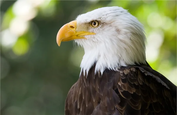 Ein Weißkopfseeadler — Stockfoto