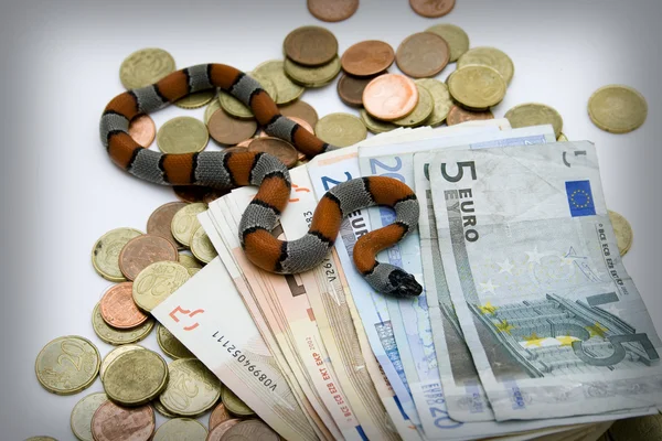 Snake and money — Stock Photo, Image