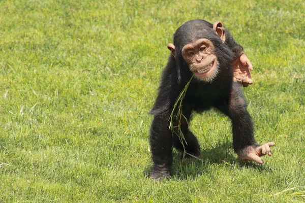 Chimpanzee — Stock Photo, Image