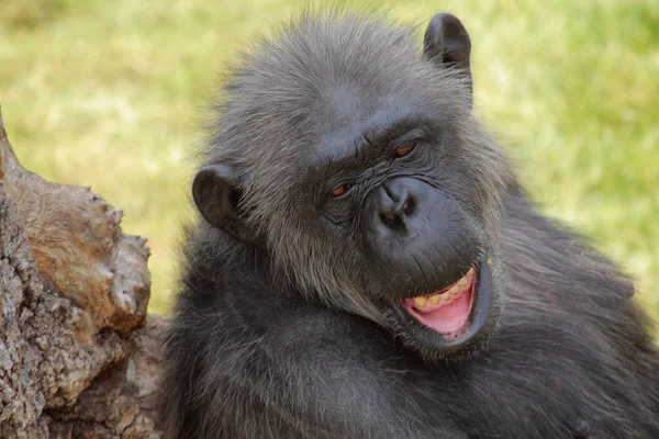 Chimpanzee — Stock Photo, Image