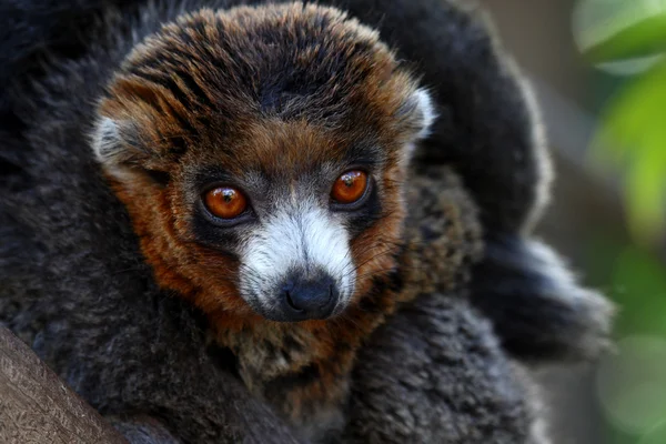 Lemur — Stockfoto