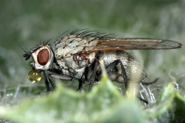 Macro mosca —  Fotos de Stock