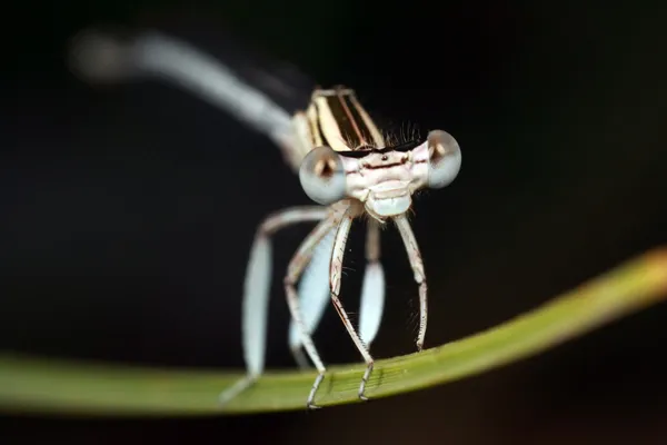 Libellula — Foto Stock