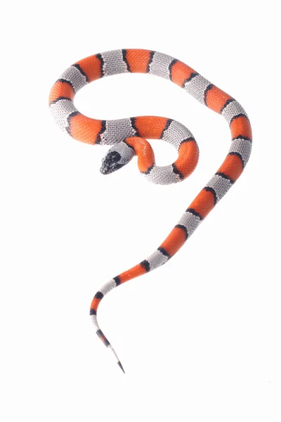 Lampropeltis Alterna Blair — Foto de Stock