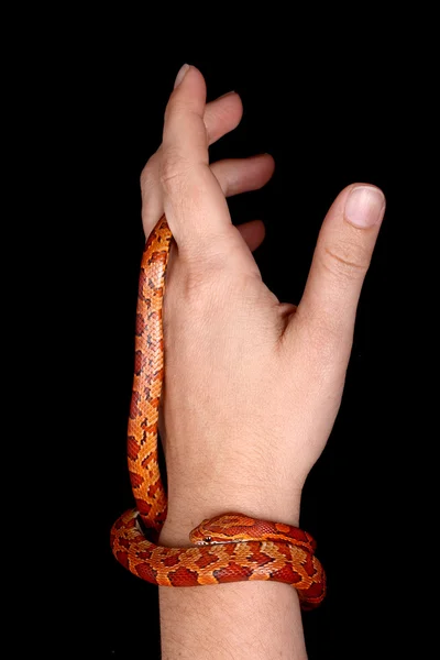 Кукурудза змії — стокове фото