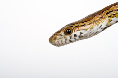 Foto van een gevaarlijke en giftige crotalus albino