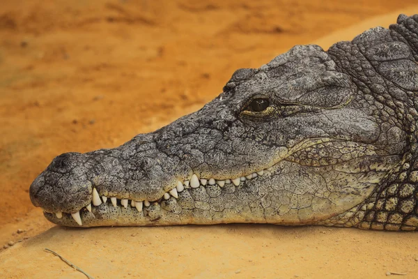 Photograph of the head of a nile crocodile — Stock Photo, Image