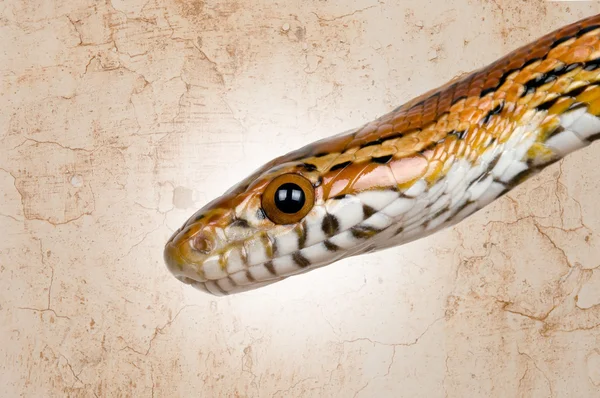 Fotografía de una serpiente de maíz inofensiva — Foto de Stock