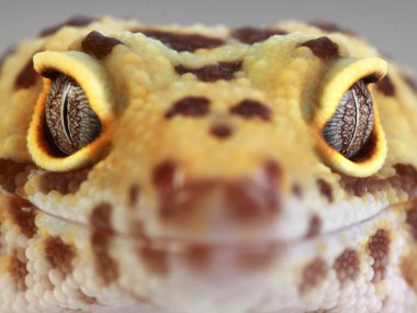 a beautiful portrait of a leopard gecko clipart
