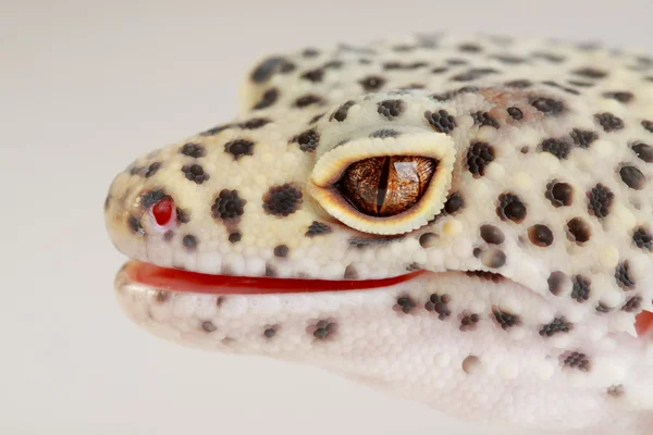 Um belo retrato de um leopardo gecko — Fotografia de Stock