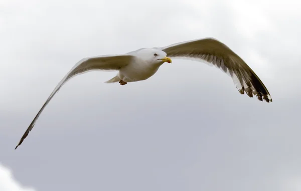 Прекрасная чайка летит по небу — стоковое фото