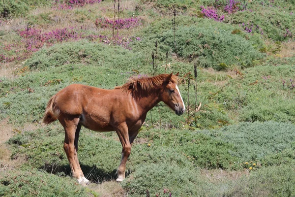 Fotoğraf genç bir at çayırda otlatma — Stok fotoğraf
