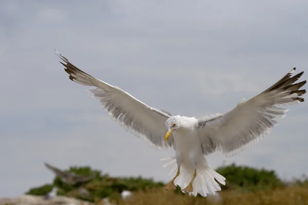 空に飛んで美しいシーガル — 图库照片