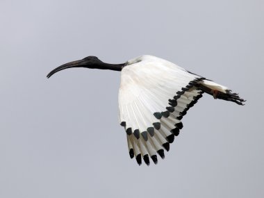 Ibis uçan