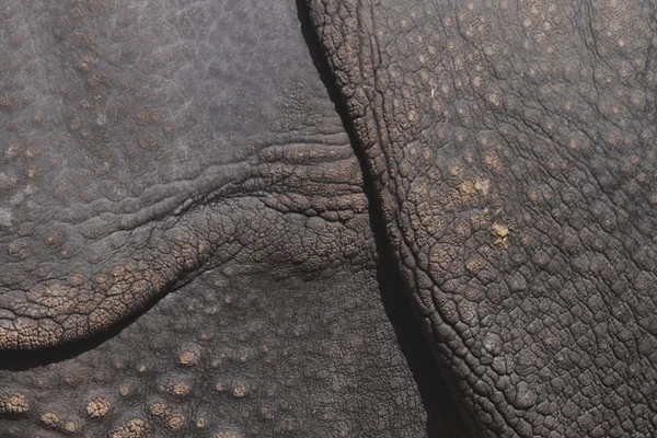 Rhino huid — Stockfoto