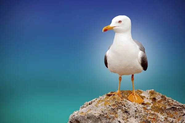 Krásná seagullseagull s krásnou oblohu a moře na obzoru — Stock fotografie