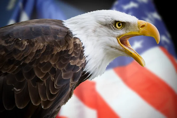 Ein schöner Weißkopfseeadler mit dem Hintergrund einer US-Flagge — Stockfoto