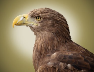Haliaeetus albicilla