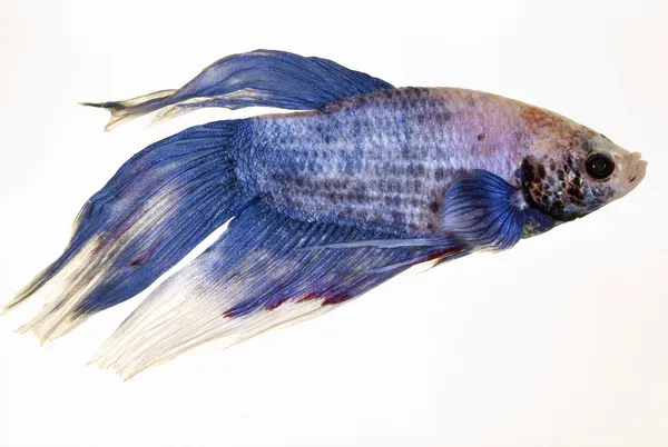 Picture of a beautiful fish, a betta splendens — Stock Photo, Image