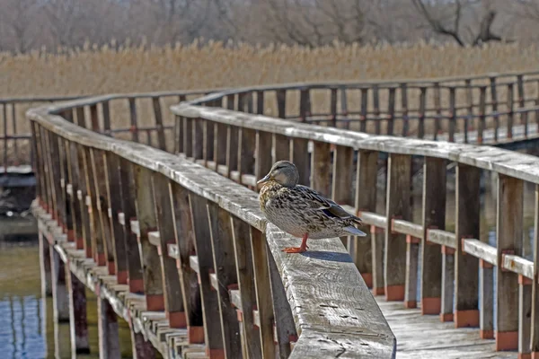 与它美丽鸭木制桥的图片 — 图库照片