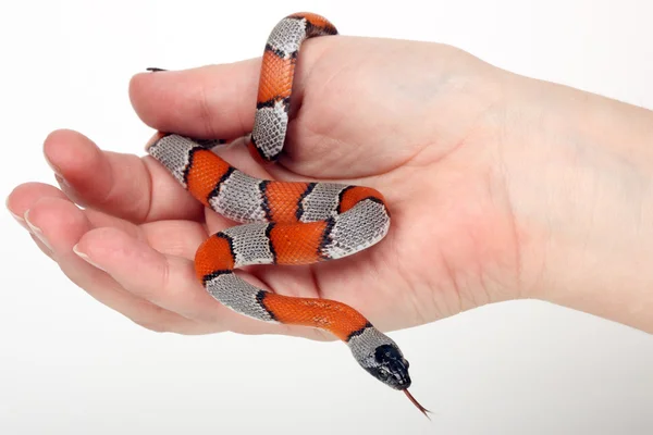 En vacker orm falska korall på en mänsklig hand — Stockfoto