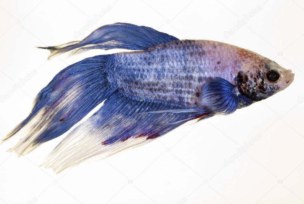Picture of a beautiful fish, a betta splendens