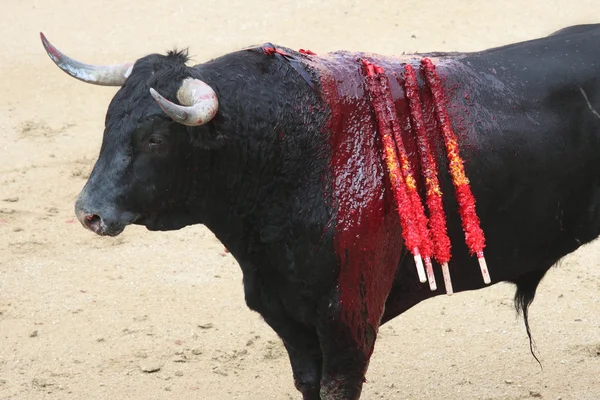 Foto eines ramponierten spanischen Bullen — Stockfoto