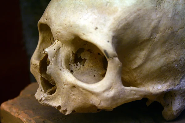 Imagen de un viejo cráneo para un estudio — Foto de Stock