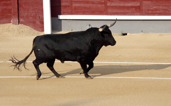被殴打的西班牙公牛的照片 — 图库照片