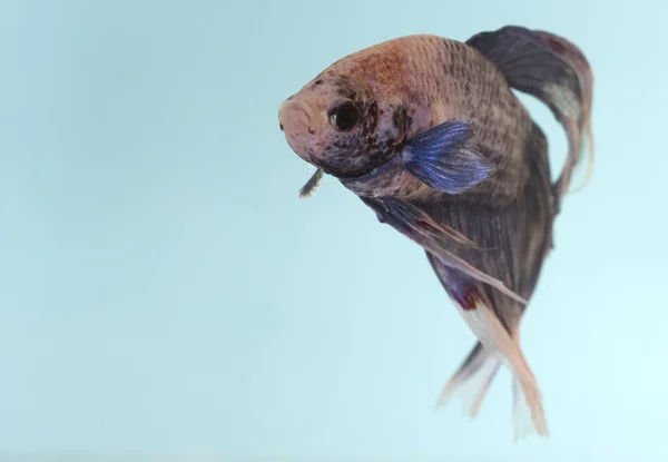 Foto van een mooie vissen, een betta splendens — Stockfoto