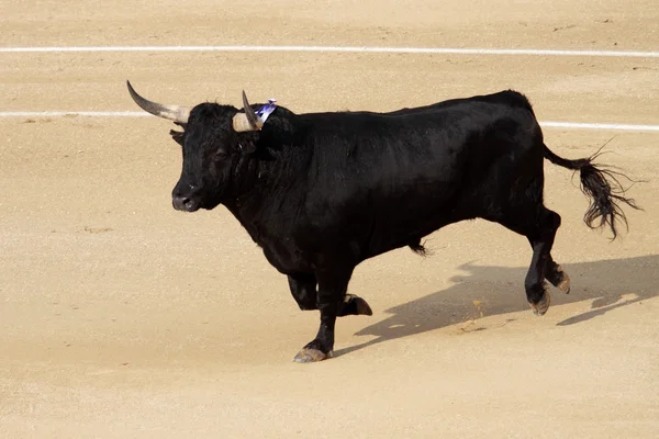 Foto de um touro espanhol agredido — Fotografia de Stock