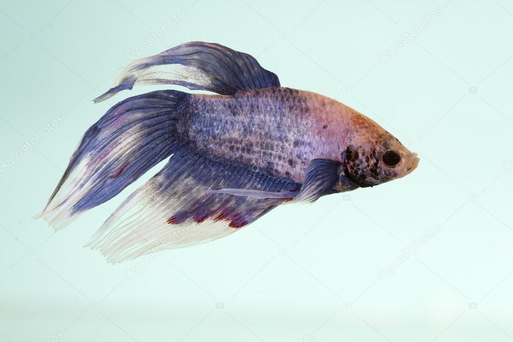 Picture of a beautiful fish, a betta splendens