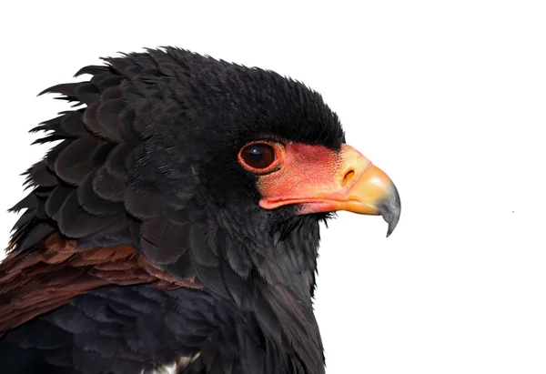 Portrait of an african eagle isolated in white — Stock Photo, Image