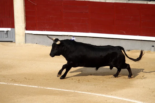 Foto di un toro spagnolo maltrattato — Foto Stock